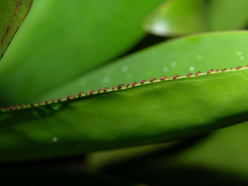 Pelliciera rhizophorae leaves